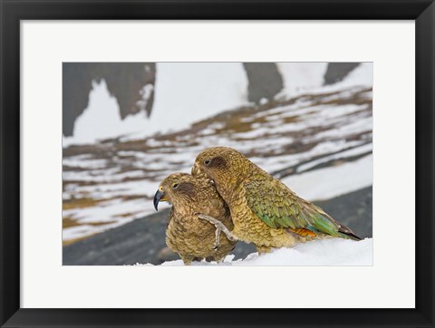 Framed New Zealand, South Island, Arrowsmith, Kea birds Print