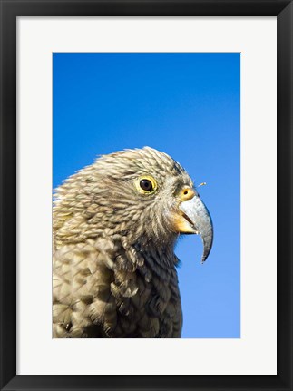 Framed Close up of Kea Bird, Arthurs Pass NP, South Island, New Zealand Print