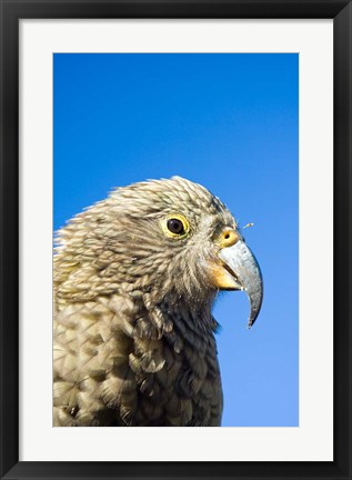 Framed Close up of Kea Bird, Arthurs Pass NP, South Island, New Zealand Print