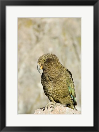 Framed New Zealand, South Island, Arthurs Pass NP, Kea Print