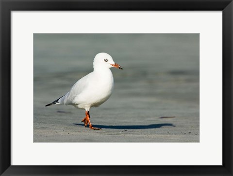 Framed Karamea Redbilled, South Island, Gull New Zealand Print