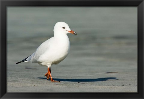 Framed Karamea Redbilled, South Island, Gull New Zealand Print