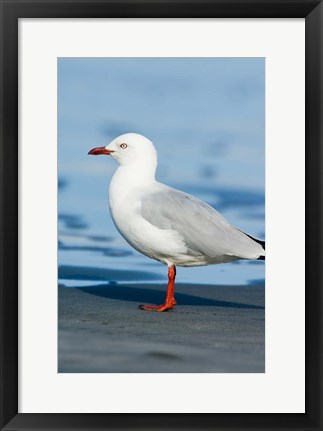 Framed New Zealand, South Island, Karamea Redbilled Gull Print