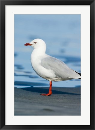 Framed New Zealand, South Island, Karamea Redbilled Gull Print