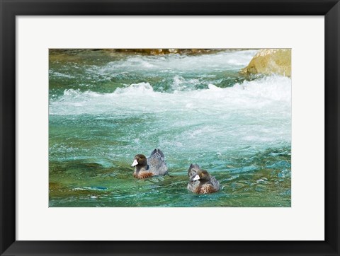 Framed New Zealand, South Island, Kelly Creek Blue Duck Print