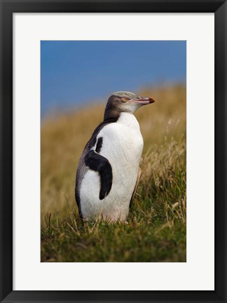 Framed New Zealand, Katiki Point, Yellow-eyed Penguin Print