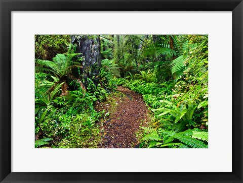 Framed New Zealand, Otago, Old Coach Walking Path, Forest Print