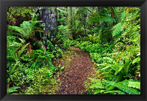 Framed New Zealand, Otago, Old Coach Walking Path, Forest Print