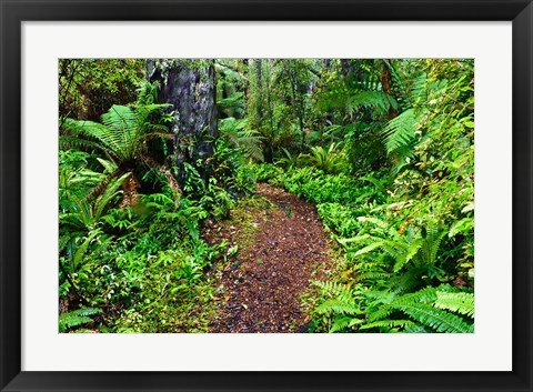 Framed New Zealand, Otago, Old Coach Walking Path, Forest Print