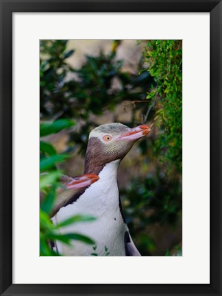 Framed New Zealand, South Isl, Otago, Yellow-eyed penguin Print