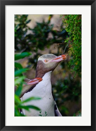 Framed New Zealand, South Isl, Otago, Yellow-eyed penguin Print