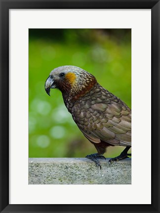 Framed New Zealand, Stewart Island, Halfmoon Bay Kaka bird Print