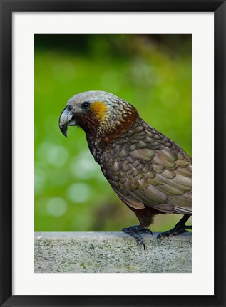 Framed New Zealand, Stewart Island, Halfmoon Bay Kaka bird Print