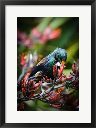 Framed Tui bird, New Zealand Print