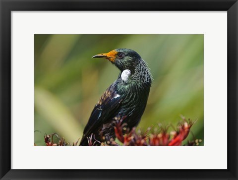 Framed New Zealand, Stewart Island, Halfmoon Bay, Tui bird Print