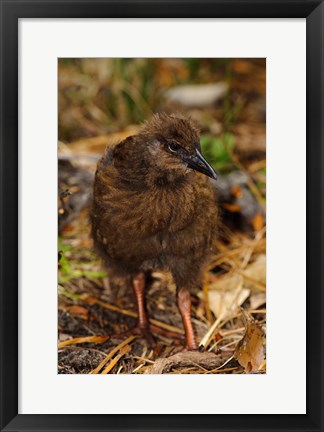 Framed New Zealand, Stewart Island, Ulva Island, Weka bird Print