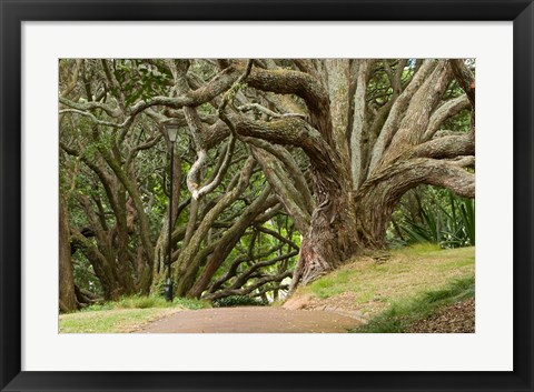 Framed Trees, Central Park, Auckland, New Zealand Print