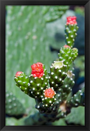 Framed Fat plant, Antigua, West Indies, Caribbean Print