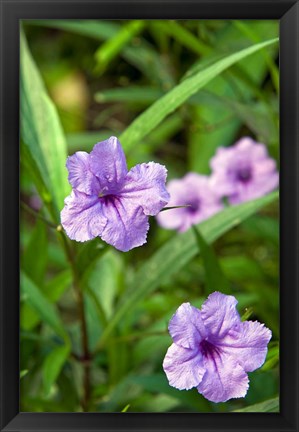 Framed Flowers, Antigua, West Indies, Caribbean Print