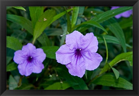 Framed Purple Flowers, Antigua, West Indies, Caribbean Print