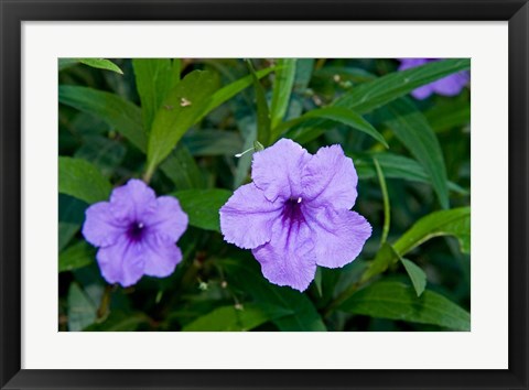 Framed Purple Flowers, Antigua, West Indies, Caribbean Print