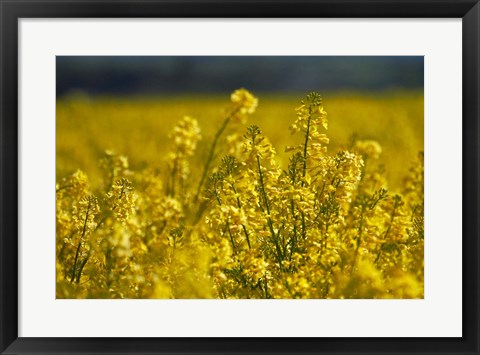 Framed Rapeseed Agriculture, South Canterbury, New Zealand Print