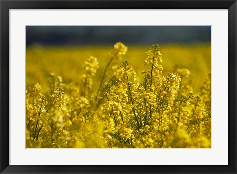 Framed Rapeseed Agriculture, South Canterbury, New Zealand Print