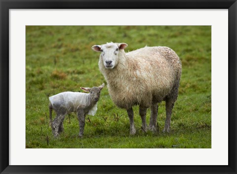 Framed Sheep and lamb, Taieri Plains, Otago, New Zealand Print