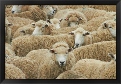 Framed Sheep, Catlins, South Otago, South Island, New Zealand Print