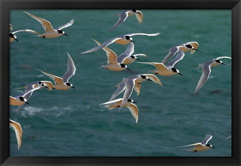 Framed White-fronted Terns, Aramoana, Dunedin, Otago, New Zealand Print