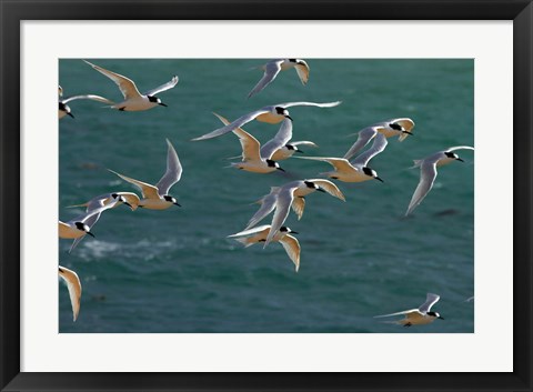 Framed White-fronted Terns, Aramoana, Dunedin, Otago, New Zealand Print