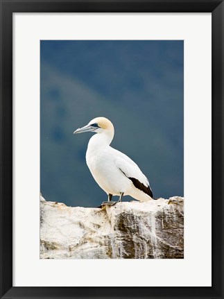 Framed New Zealand, Australasian gannet tropical bird Print