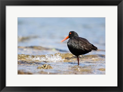 Framed New Zealand, Oystercatcher tropical bird Print