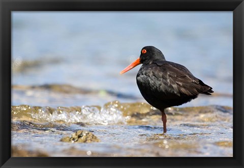 Framed New Zealand, Oystercatcher tropical bird Print