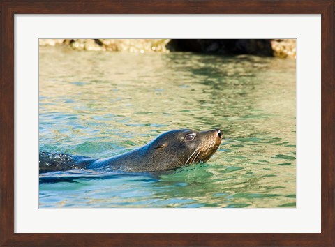 Framed New Zealand, South Island, Marlborough, Fur Seal Print