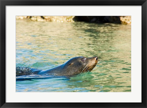 Framed New Zealand, South Island, Marlborough, Fur Seal Print