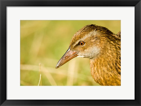 Framed New Zealand, South Island, Marlborough, Weka bird Print