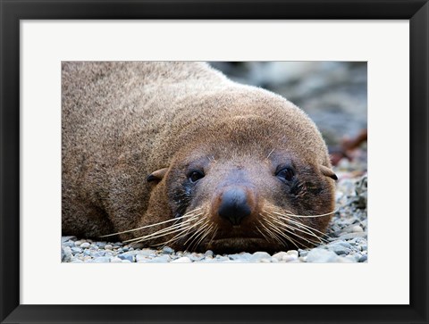 Framed New Zealand, South Island, Kaikoura Coast, Fur Seal Print