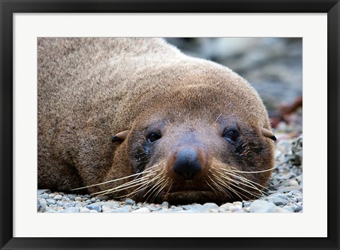 Framed New Zealand, South Island, Kaikoura Coast, Fur Seal Print