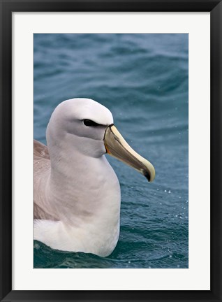 Framed New Zealand, South Island, Salvin&#39;s Albatross Print