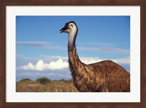 Framed Australia, Emu, flightless bird Print