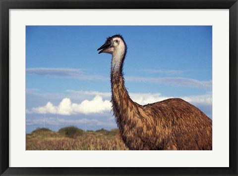 Framed Australia, Emu, flightless bird Print