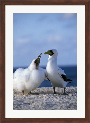 Framed Australia, Coringa Island, Masked Booby birds Print