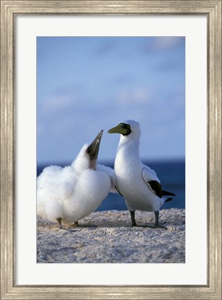 Framed Australia, Coringa Island, Masked Booby birds Print