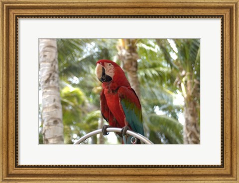 Framed Parrot at Radisson Resort, Palm Beach, Aruba, Caribbean Print