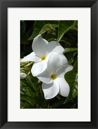 Framed White Flowers on Palm Beach, Aruba Print