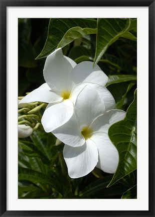 Framed White Flowers on Palm Beach, Aruba Print