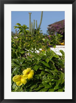 Framed Yellow Flowers, Cacti and Home, Aruba, Caribbean Print