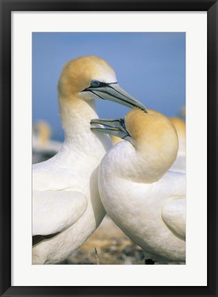 Framed Pair of Gannet tropical birds, Cape Kidnappers New Zealand Print