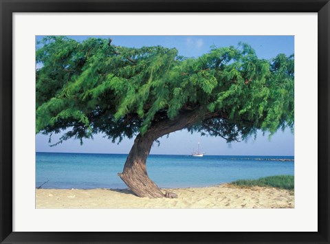 Framed Kwihi Tree,  Aruba, Caribbean Print